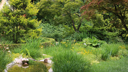 Creating a Woodland Garden Using Native Plants