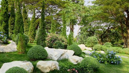 Woodie's Picks: Junipers That Bring Low-Maintenance Color & Long-Lasting Beauty