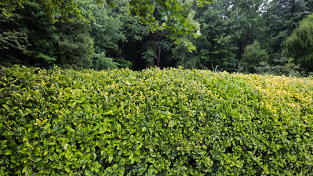 How To Create a Privacy Hedge with Shrubs