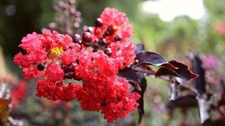4 Shrubs that Bloom All Summer