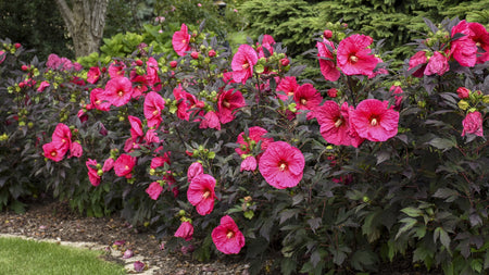 Perennial Hibiscus: Nature's Majestic Showstoppers