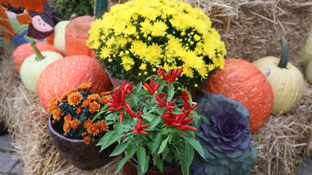 Fall Annuals To Bring Bold Seasonal Color