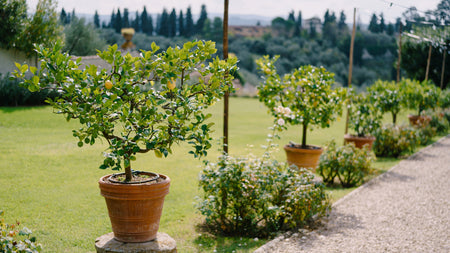Growing Fruit Trees In Containers