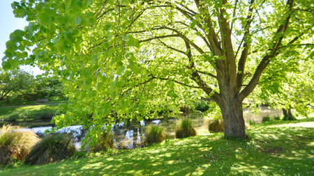 A Guide to Fast Growing Shade Trees 