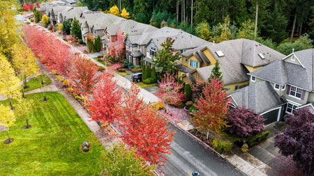 Planting Deciduous Trees in the Fall For a Flourishing Landscape