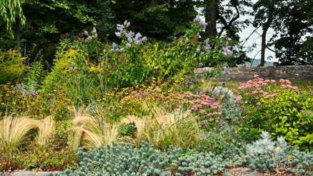 Ecological & Aesthetic Advantages of Native Plant Cultivars in Landscape Design