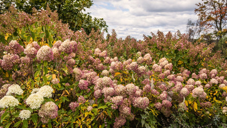 Embracing the Autumn Splendor of Hydrangeas: Beyond Summer Blooms