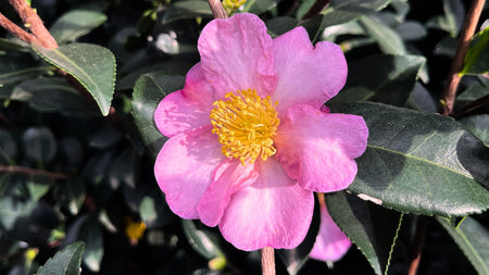 Elevate Your Garden with Camellias: A Timeless Beauty