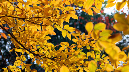 Designing a Landscape with Native Shrubs for Stunning Fall Color