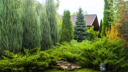Enhancing Your Landscape with Junipers: <br>Design, Companions, & Top Varieties