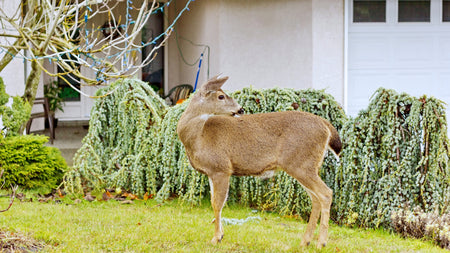 3 Factors That Contribute to Deer-Resistance in Shrubs