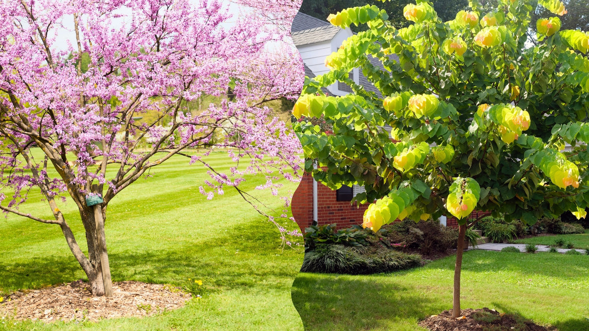 Woodie's Picks Iconic Redbuds To Shine In Spring and Fall Garden