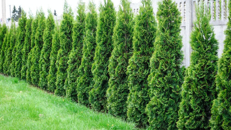American Pillar Arborvitae: Vertical Elegance for Your Landscape