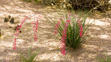 Red Yucca: A Gardener's Guide to Planting, Care, & Landscape Design