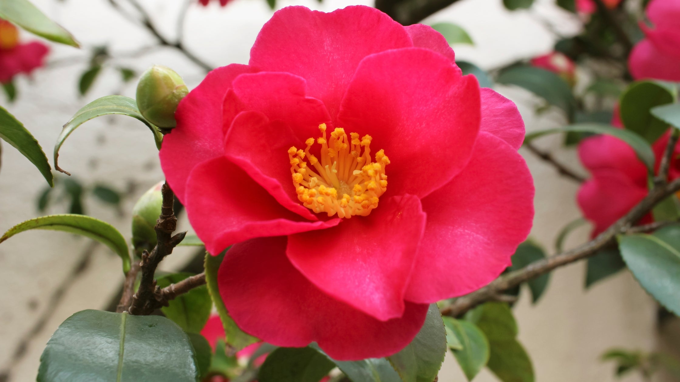 防水プチプチ梱包 新品未開封品 唾奇 1st ALBUM Camellia Woodie's Picks: Camellias To Carry You Through Fall & Winter