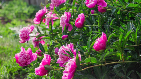 Planting Perennials in the Fall for Spectacular Spring Blooms
