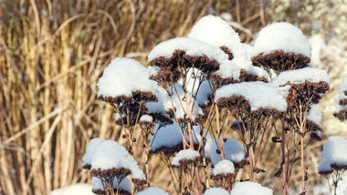 The Importance of Dormancy to Plants: How Fall & Winter Planting Benefits Your Garden