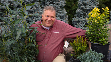 Woodie's Top 4 Choices for Evergreen Shrubs