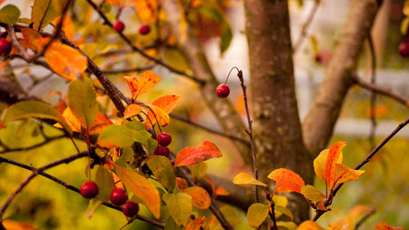 Woodie's Picks: Ornamental Berry Bushes To Bring Bold Fall Color