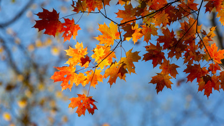Why Leaves Change Color in the Fall: A Gardener's Guide