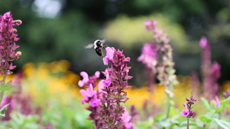 Small Pollinator Gardens With Big Impacts