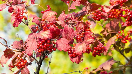 Woodie's Picks: Viburnum For Multi-Seasonal Interest