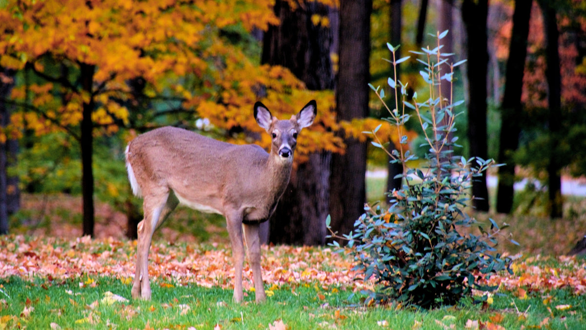 Woodie’s Picks Deer Resistant Essentials For Fall Landscape Garden