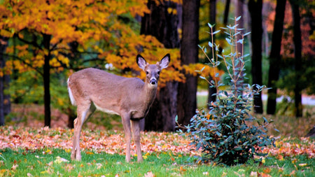 Woodie’s Picks: Deer-Resistant Essentials For The Late Fall Landscape