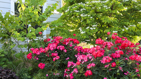 5 Plant Pairings for the Early Spring Landscape