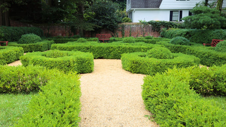 Woodie’s Picks: Boxwoods To Bring Structure & Year-Round Interest