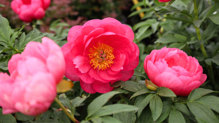 Unveiling the Fascinating History of Peonies & Their Beauty