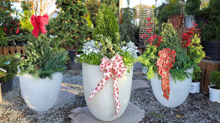 Woodie’s Picks: Evergreen Thrillers for Winter Container Gardens