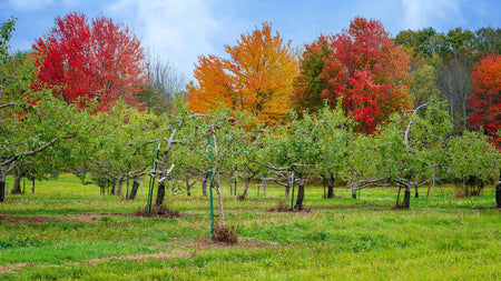 Woodie’s Picks: Four Fruiting Favorites For a Bountiful Harvest