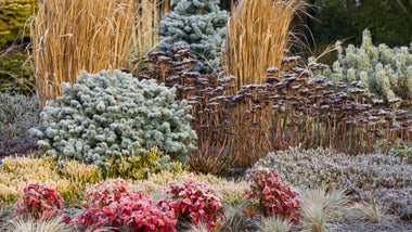 How to Add Winter Interest to your Garden