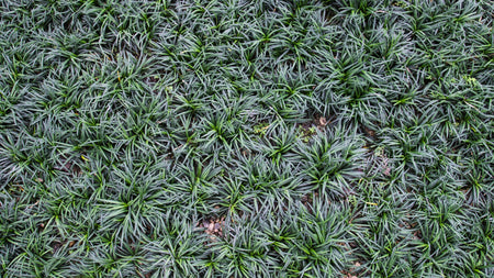 An Evergreen Groundcover Sensation: Mondo Grass