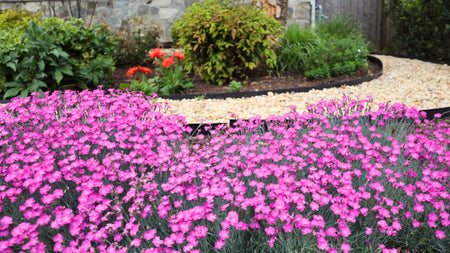 Early Blooming Groundcovers To Enhance Your Spring Landscape