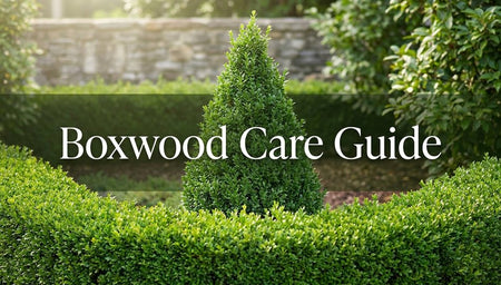 Boxwood Care Guide