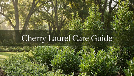 Cherry Laurel Care Guide