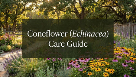 Coneflower (Echinacea) Care Guide