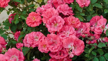 Which is Better for Your Garden - Knockout Roses or Drift Roses?
