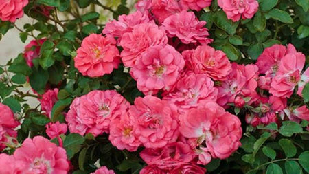 Red Drift Rose Bushes for Sale