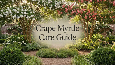 Crape Myrtle Care Guide