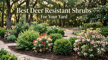 Top Deer-Resistant Shrubs For Your Yard