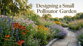 Designing a Small Pollinator Garden