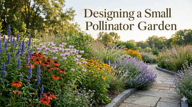 Designing a Small Pollinator Garden
