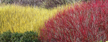 Planting Dogwood Bushes in the Garden