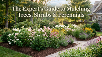 Woodie’s Guide to Mulching: The Right Way to Mulch Trees, Shrubs, and Perennials