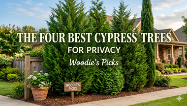 Woodie's Picks: Four Cypress All-Stars for Privacy, Color & Year-Round Structure