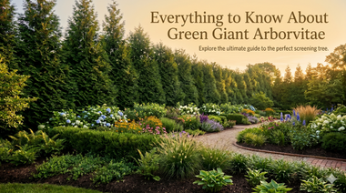 Everything To Know About Green Giant Arborvitae