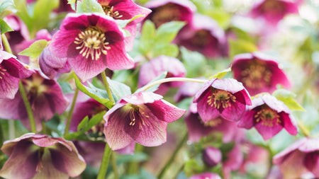 How to Plant and Grow Hellebores